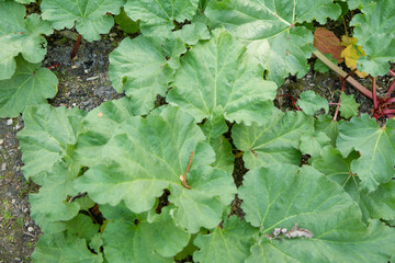 Rhubarb plant growing in a garden