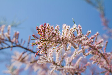 The Tamarisk (Tamarix) plant blooming in spring	
