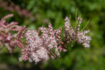 The Tamarisk (Tamarix) plant blooming in spring	
