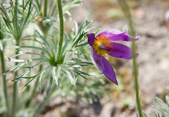 The pasque flower (Pulsatilla) blooming in spring