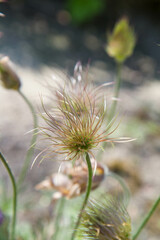 The pasque flower (Pulsatilla) fruit in close up