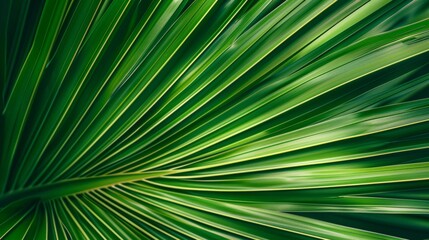 closeup nature view of green leaf and palms background. Flat lay, dark nature concept, tropical leaf