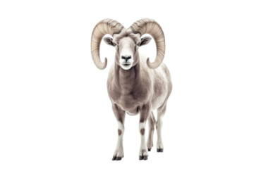 Majestic Ram Posing Against White Canvas. On a White or Clear Surface PNG Transparent Background.