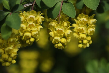 Green backgound with bright yellow barberry flowers