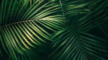 closeup nature view of green leaf and palms background. Flat lay, dark nature concept, tropical leaf