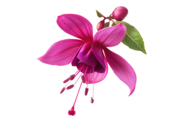 Fuchsia flower Isolated on transparent background