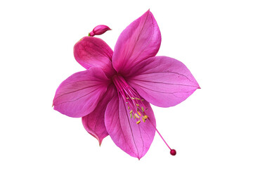 Fuchsia flower Isolated on transparent background