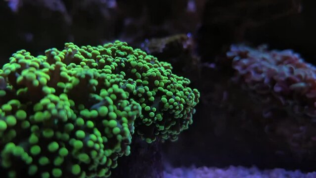 yellow green octospawn frogspawn tropical coral reef moveing in aquarium video 4K fullHD