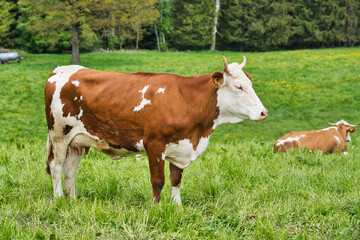 young brown and white cow with horns in the meadow