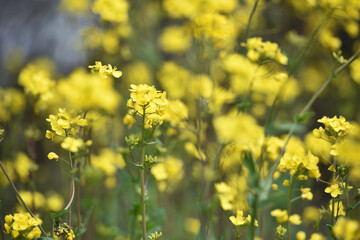 Rapeseed. Brassica napus. are blooming in sunny summer day. yellow flower, isolated on blurred natural background. agriculture, in Europe or Asia. floral background. growing in the field, soft focus