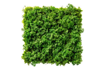 Fototapeta premium Green moss Isolated on transparent background