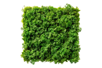 Green moss Isolated on transparent background