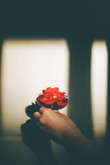 ガラスの器に浮かぶ赤い椿の花を持つ手