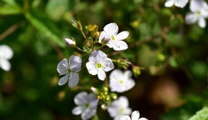 Weiße Blüten eines Kaukasus-Ehrenpreis