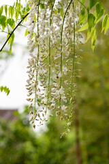 鎌倉245　英勝寺5　藤