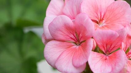 Geranium. small pale pink flowers. Floral background. Pink flowers of homegrown violets in a pot on a green background. bokeh, beautiful flower, close-up. beauty in nature, gardening, macro photo.