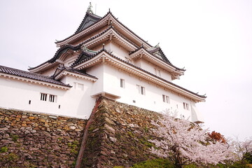 Fototapeta premium Wakayama-jo Castle with Spring Cherry Blossom in Wakayama, Japan - 日本 和歌山県 春の和歌山城
