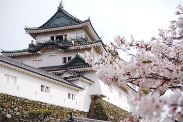 Wakayama-jo Castle with Spring Cherry Blossom in Wakayama, Japan - 日本 和歌山県 春の和歌山城