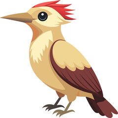 Woodpecker bird vector art. Bird vector art Illustration