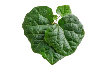 Heart shape green crinkly leaf of coral Isolated on transparent background