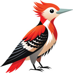 Woodpecker bird vector art. Bird vector art Illustration