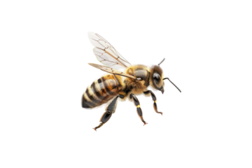 Honey bee Isolated on transparent background