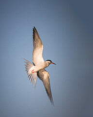 A common tern flies in a blue sky on a sunny spring evening.