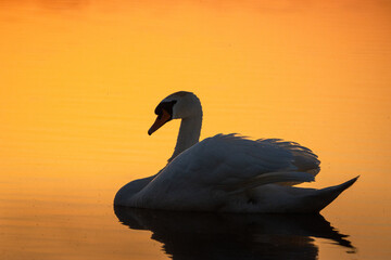 An adult mute swan swims in the water perpendicular to the camera lens on a sunset.