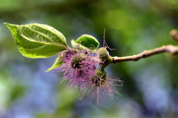 Faserige Blüten an einem Papiermaulbeerbaum