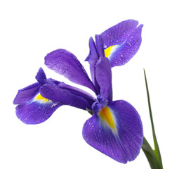 Beautiful violet iris flower with water drops isolated on white