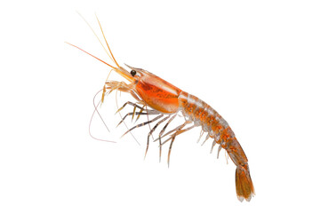 krill in Antarctic Ecosystems Isolated on transparent background