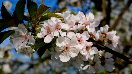 Branch of blooming fruit tree in spring on blue sky background. Panorama. Fruit trees bloom in...