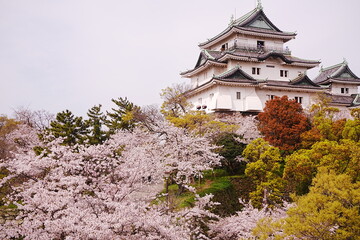 Wakayama-jo Castle with Spring Cherry Blossom in Wakayama, Japan - 日本 和歌山県...
