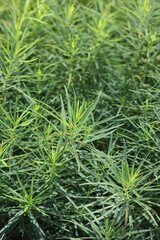 green grass background