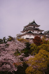 Wakayama-jo Castle with Spring Cherry Blossom in Wakayama, Japan - 日本 和歌山県 春の和歌山城