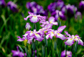 初夏の爽やかな日に咲く鮮やかな菖蒲の花