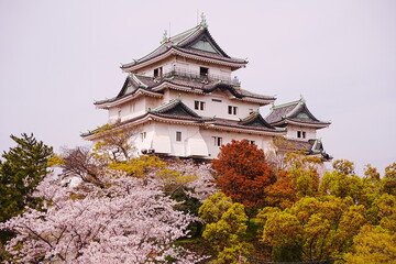 Wakayama-jo Castle with Spring Cherry Blossom in Wakayama, Japan - 日本 和歌山県 春の和歌山城