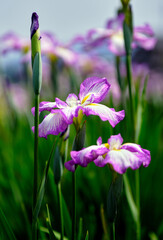 初夏の爽やかな日に咲く鮮やかな菖蒲の花