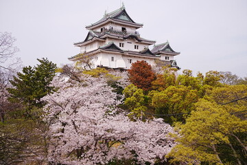 Fototapeta premium Wakayama-jo Castle with Spring Cherry Blossom in Wakayama, Japan - 日本 和歌山県 春の和歌山城