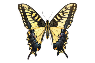 Fototapeta premium Majestic western swallowtail Isolated on transparent background