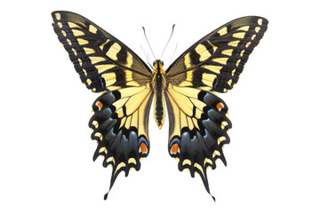 Fototapeta premium Majestic western swallowtail Isolated on transparent background
