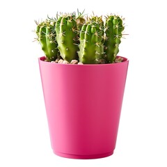 Vibrant Green Cactus in a Bright Pink Pot Isolated on White. Perfect for Modern Home Decor and Plant Enthusiasts. Simple, Clean Design. AI