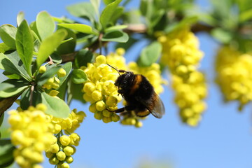 Green backgound with bright yellow barberry flowers and bumblebee