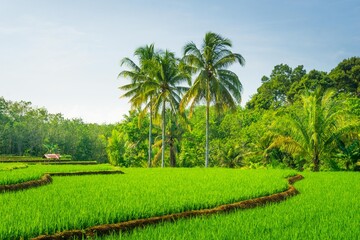 beautiful morning view from Indonesia of mountains and tropical forest