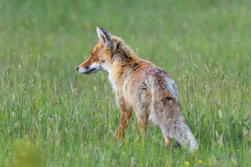 wild red fox in the field