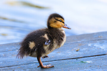 adorable newborn mallard duckling