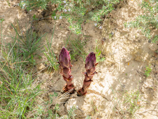 Two purple shoots of Broomrape emerge from dry soil, suggesting new growth in arid conditions.