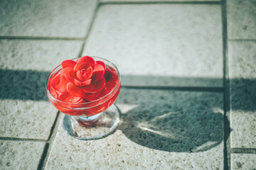光とガラスの器に浮かぶ赤い椿の花