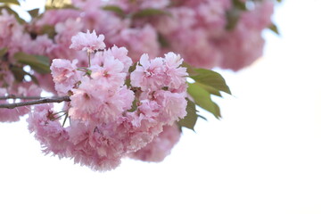 Spring blossom. Pink sakura in bloom