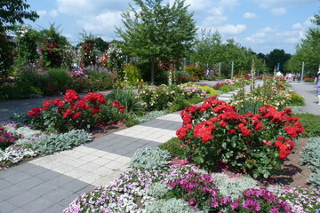 Rosen in der Parkanlage Europa-Rosarium der Rosengarten in Sangerhausen